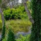 Bush at Mandorah Beach II