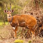 Bush buck