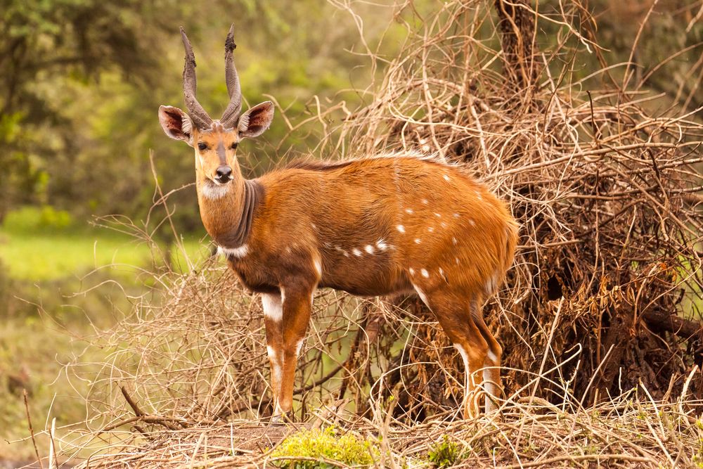 Bush buck