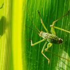 Bush-Cricket