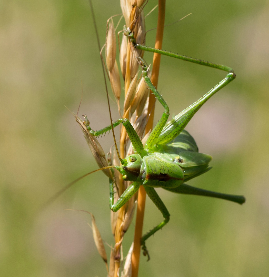   Bush Cricket.?