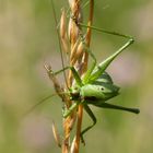   Bush Cricket.?