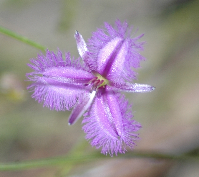 Bush Flower #1