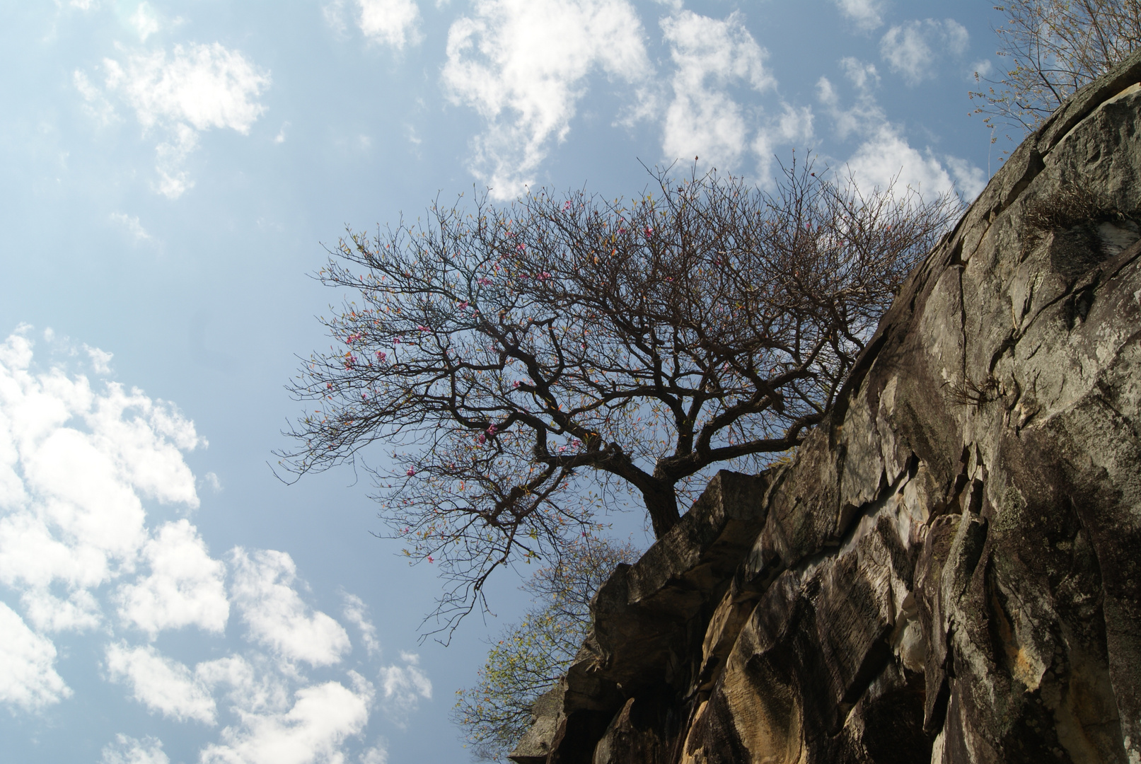 bush growing on the stone