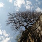 bush growing on the stone