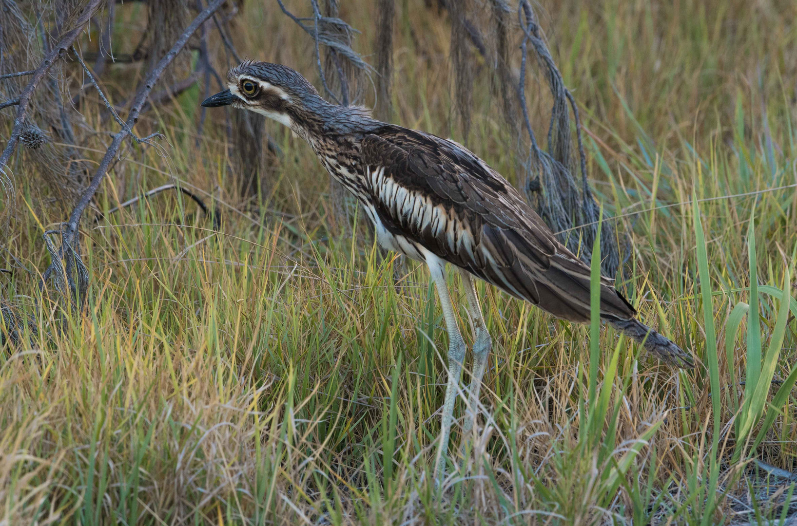 Bush Stone Curlew...