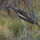 Bush Stone Curlew...