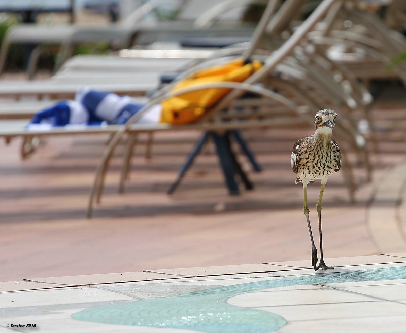 Bush Stone-curlew