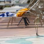 Bush Stone-curlew