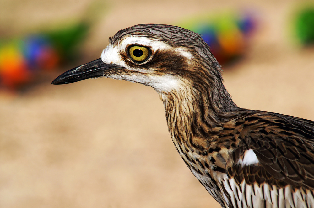 Bush-stone Curlew