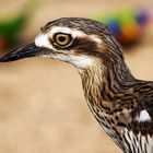 Bush-stone Curlew