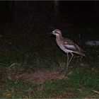 *** Bush Stone - Curlew ***