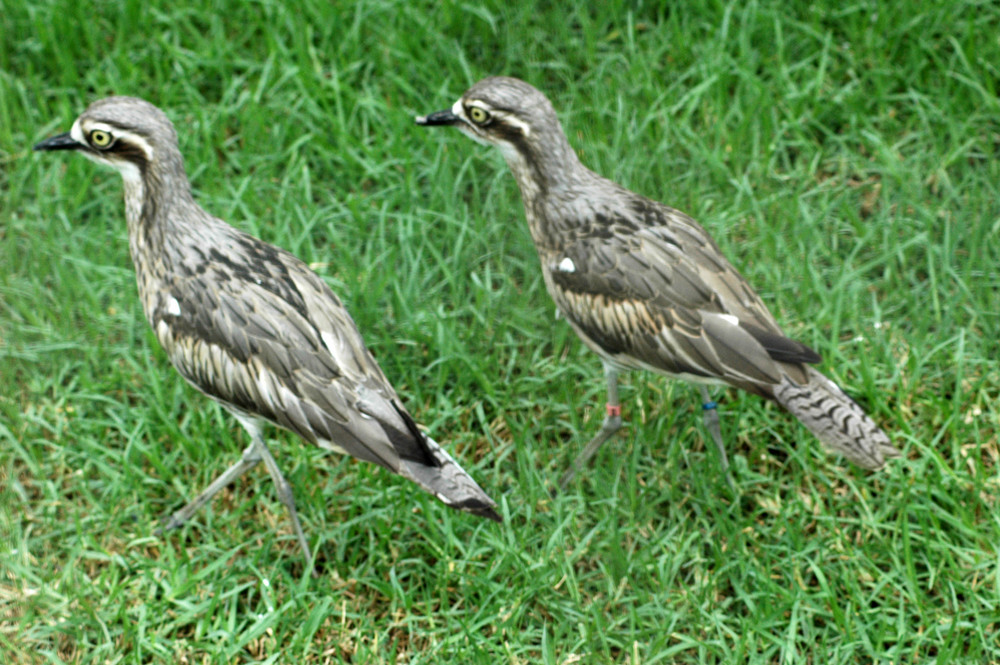 Bush Stone Curlew  inWhitemanpark Perth