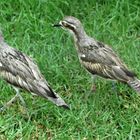 Bush Stone Curlew  inWhitemanpark Perth