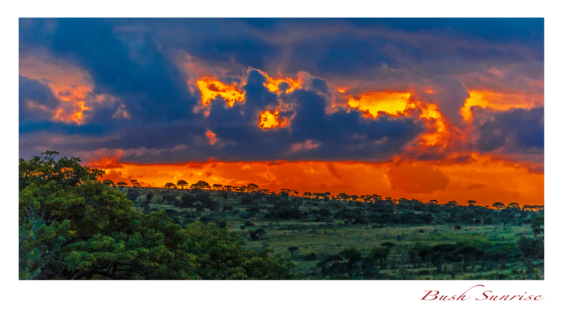 Bush Sunrise