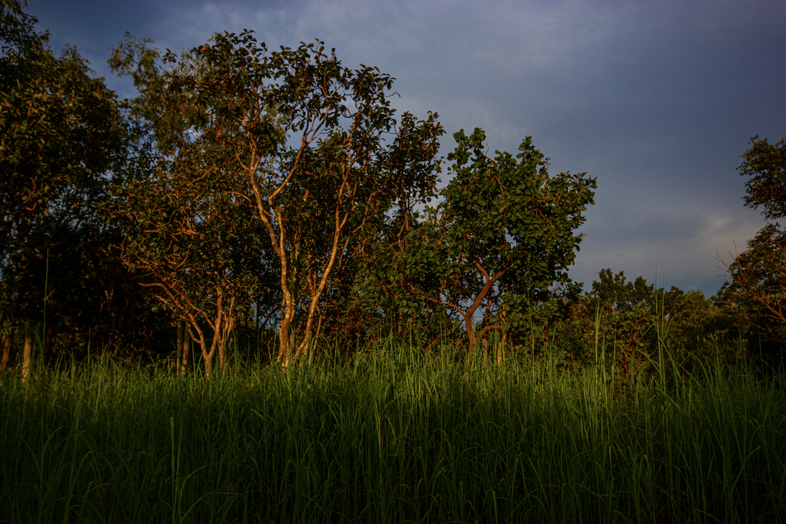 Bush @ Sunset