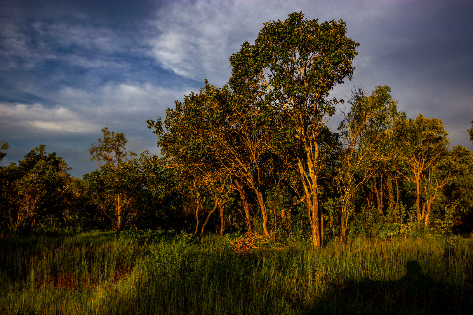 Bush @ Sunset