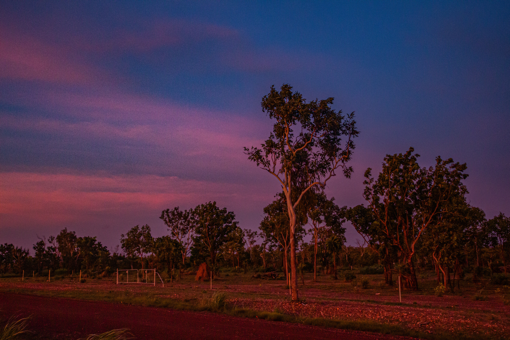 Bush @ Sunset