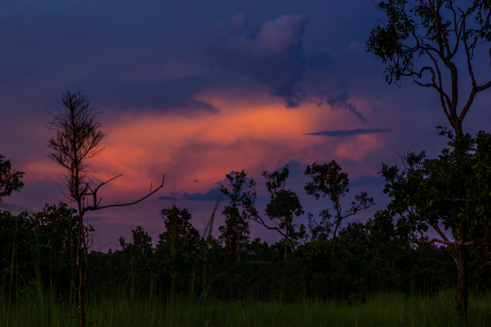 Bush @ Sunset