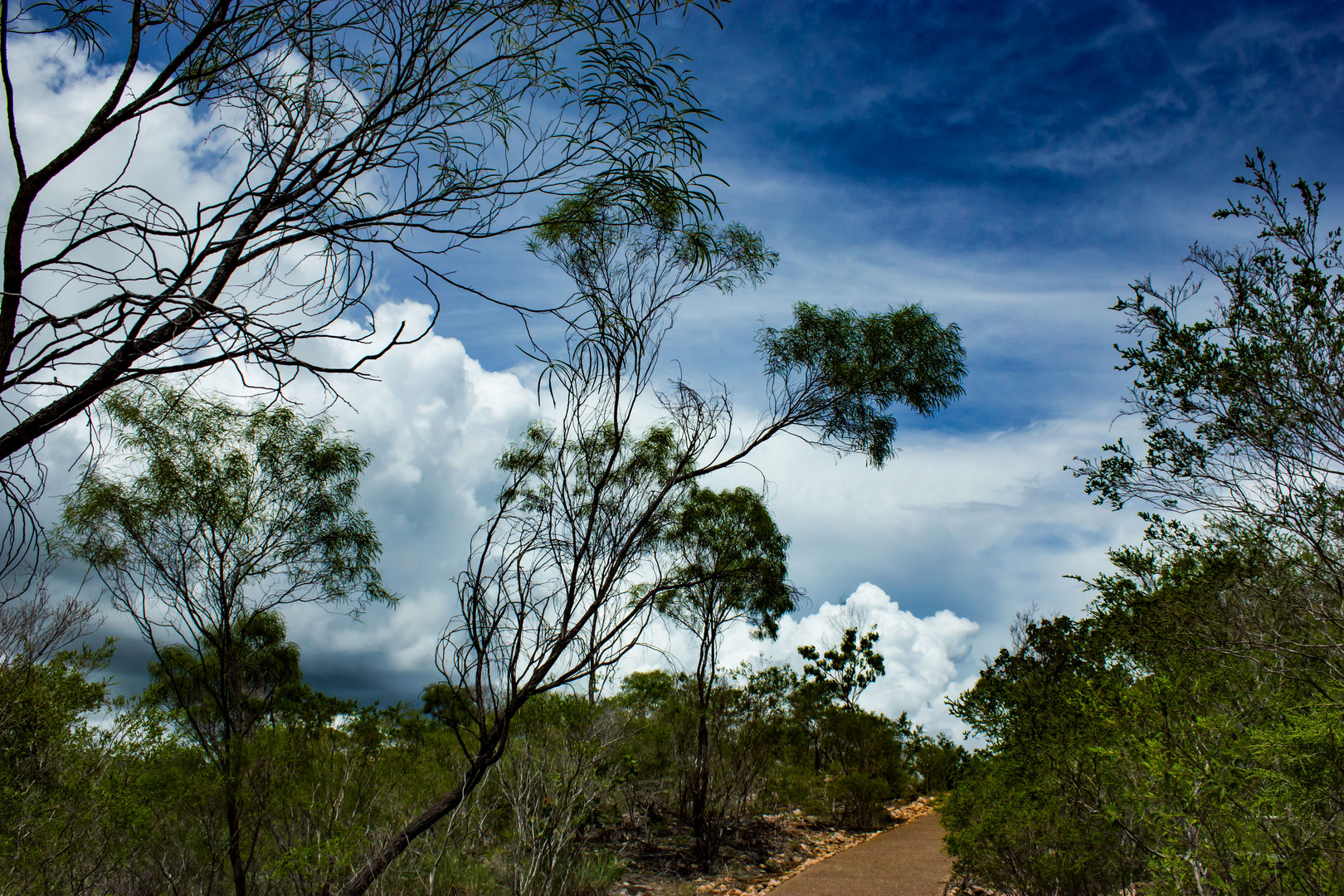 Bush @ Tolmer Falls (Litchfield Nationalpark)