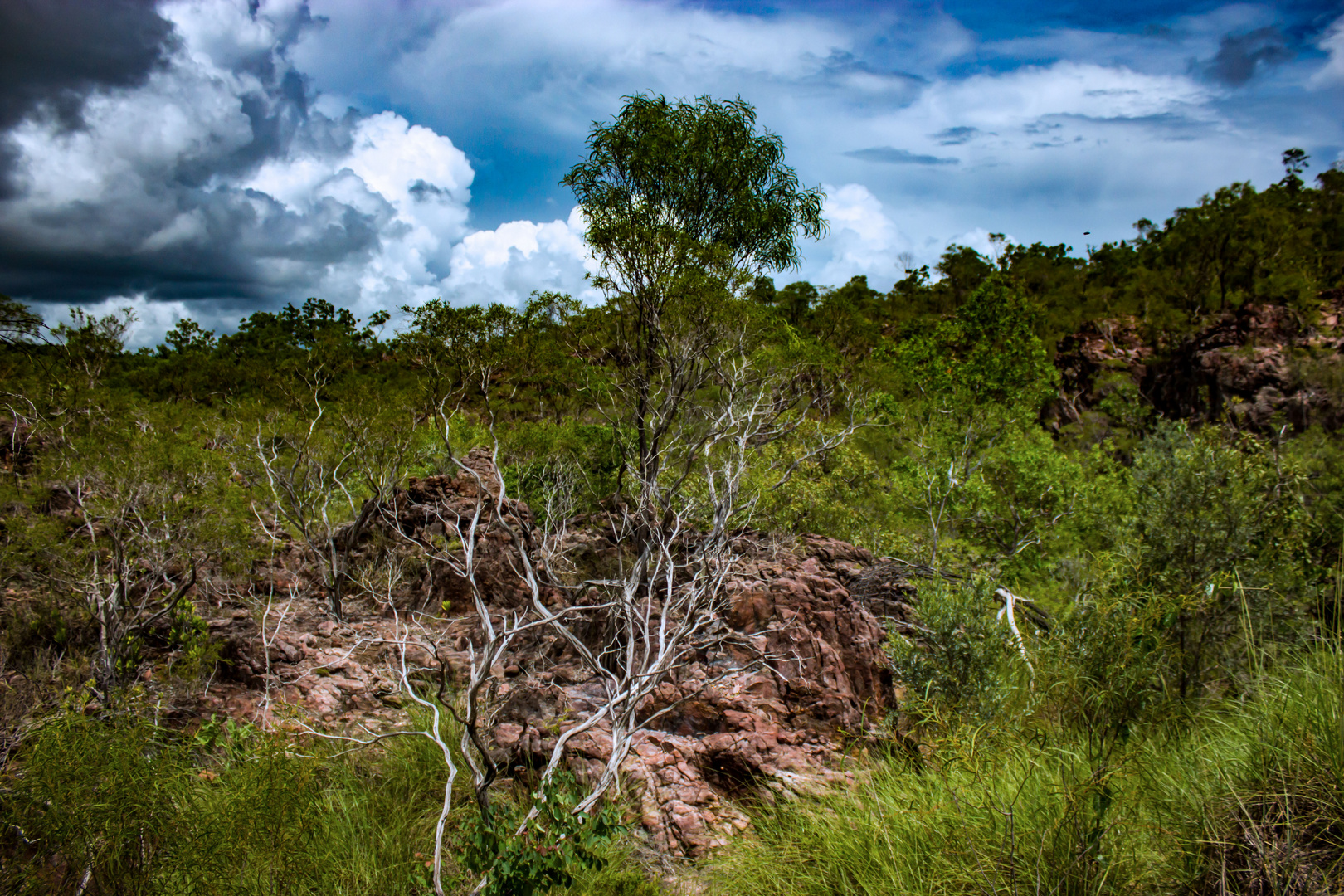 Bush @ Tolmer Falls (Litchfield Nationalpark)