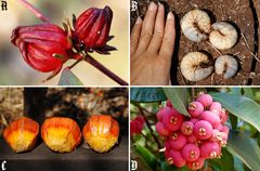 Bush Tucker, the way of survival in the outback. Story within!!