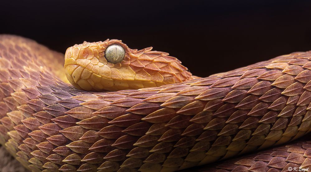 Bush Viper