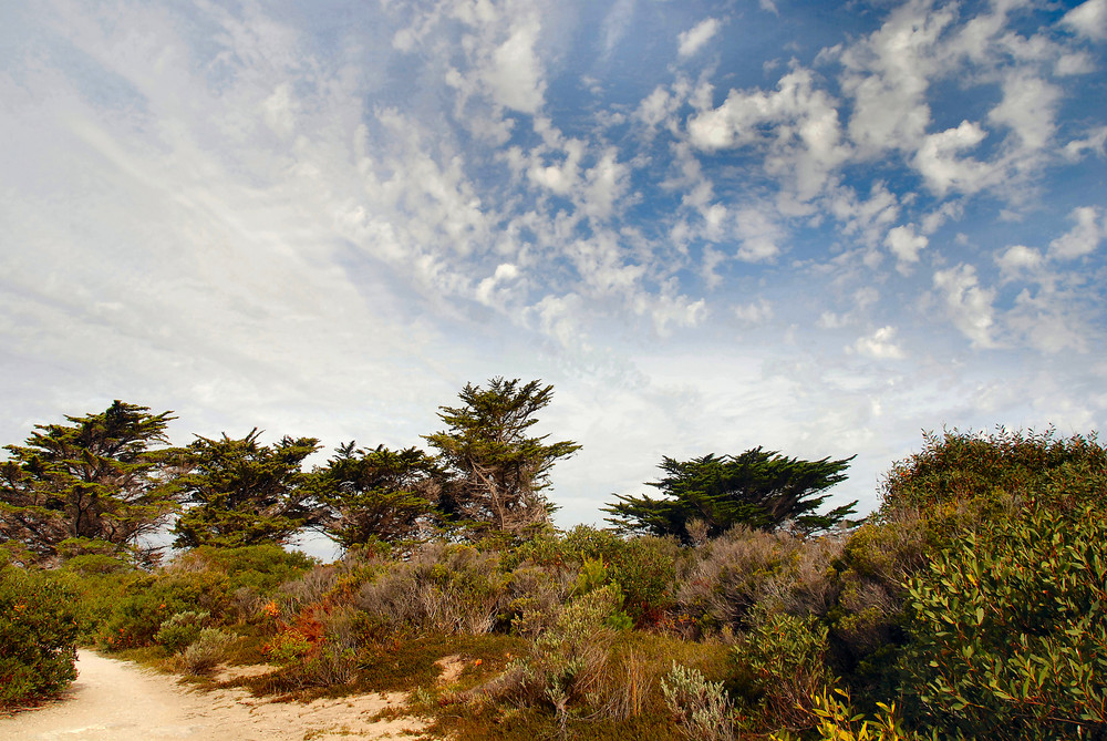 "Bush - Walk"