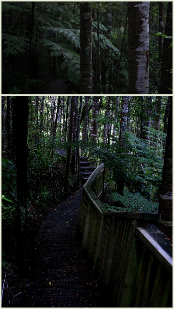 bush walk