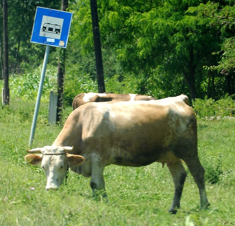 Bushalte auf ungarisch