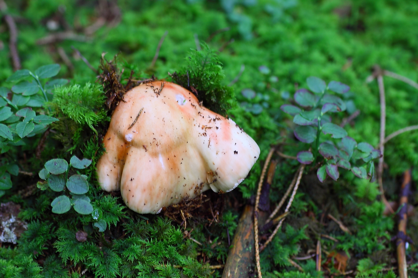 Bushaltestelle für Käfer