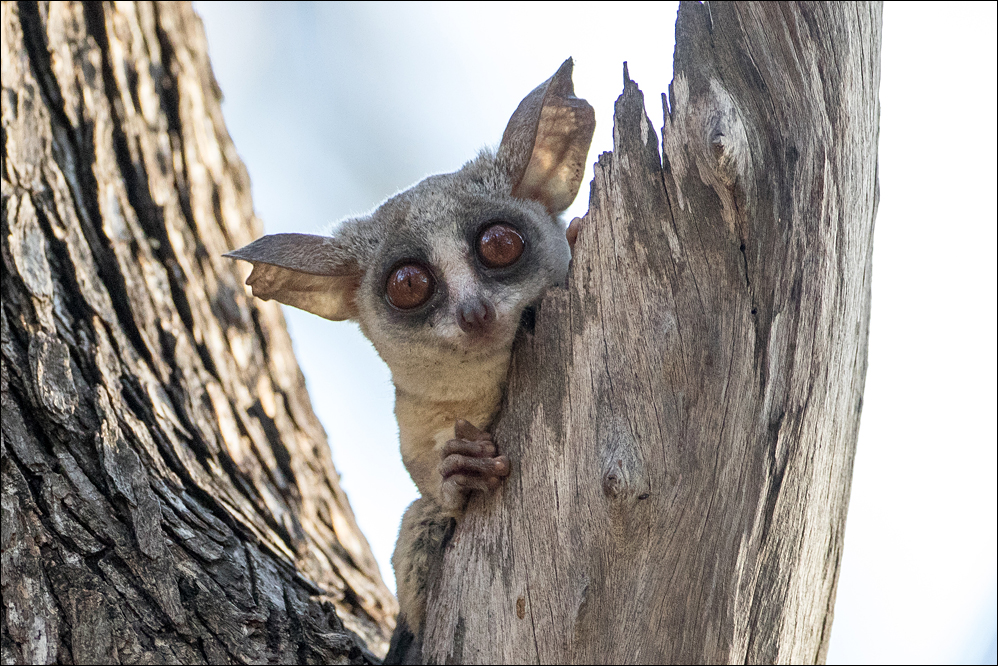 Bushbaby