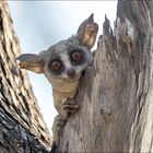 Bushbaby