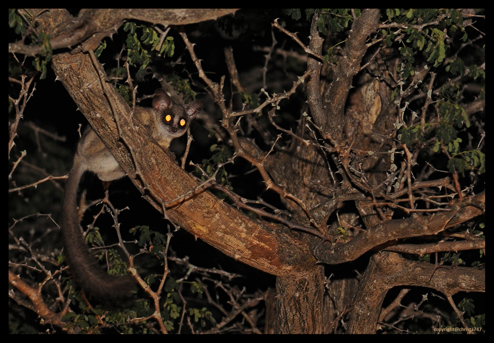 Bushbaby