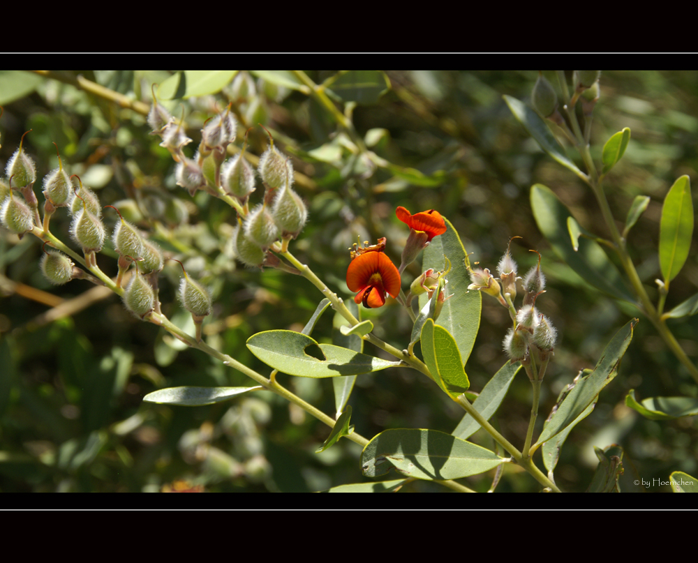 Bushblüte