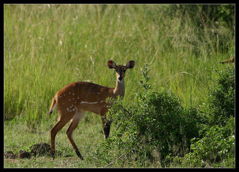 Bushbuck, Murchison Falls NP, Uganda