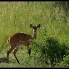 Bushbuck, Murchison Falls NP, Uganda