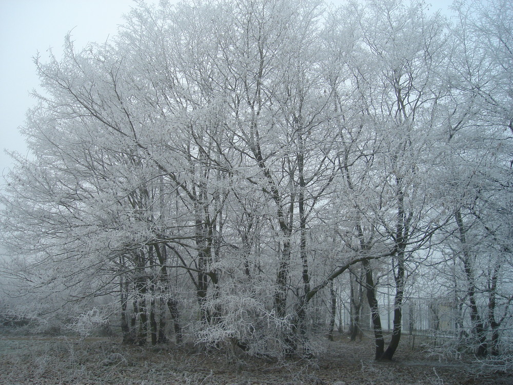 Bushes covered with Rhym