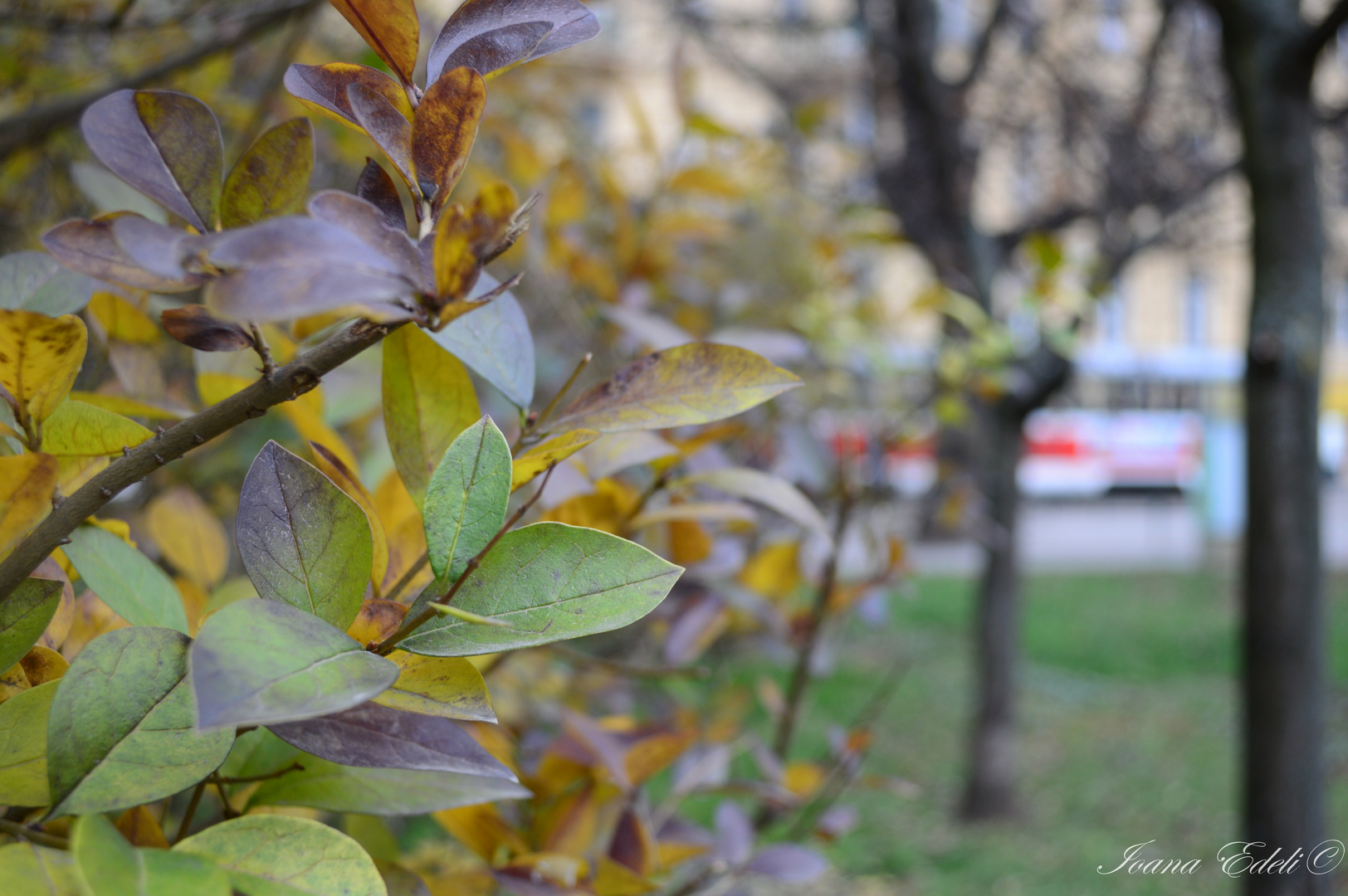 Bushes in Brno, Czech Republik