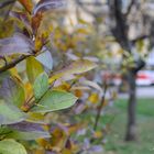 Bushes in Brno, Czech Republik