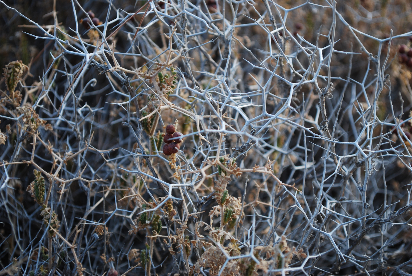 Bushes in Jordan