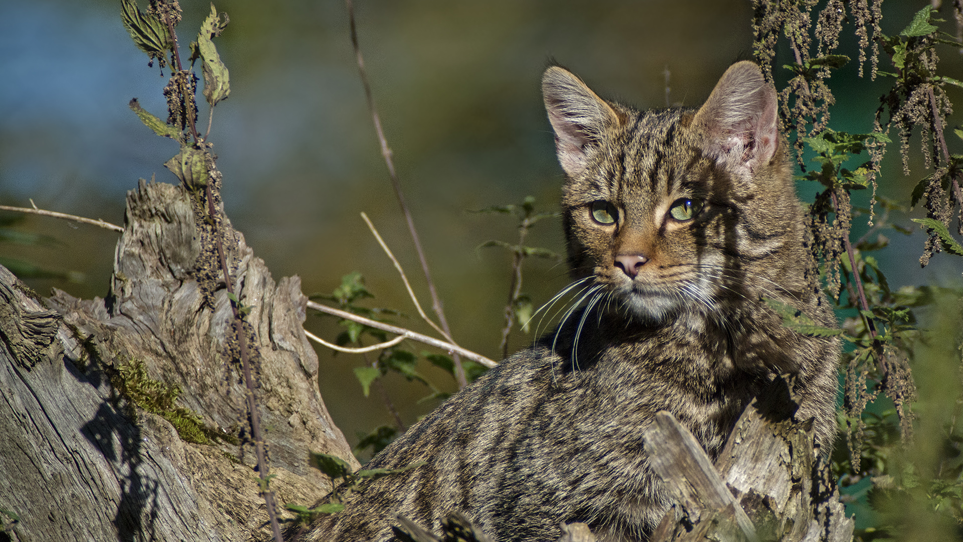 BUSHES SERVE WILDCAT TO CAMOUFLAGE ALMOST PERFECTLY