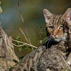 BUSHES SERVE WILDCAT TO CAMOUFLAGE ALMOST PERFECTLY