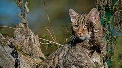 BUSHES SERVE WILDCAT TO CAMOUFLAGE ALMOST PERFECTLY