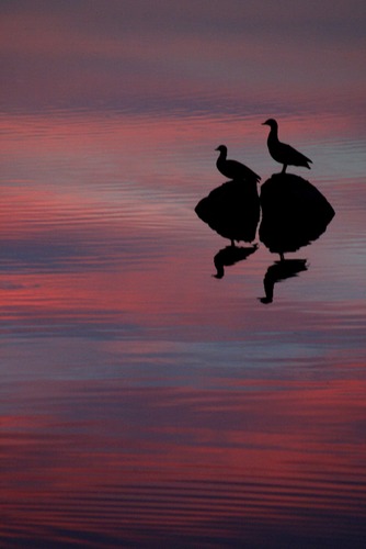 Bushfire Sunrise