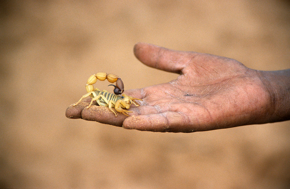 Bushmen kennen keine Angst...