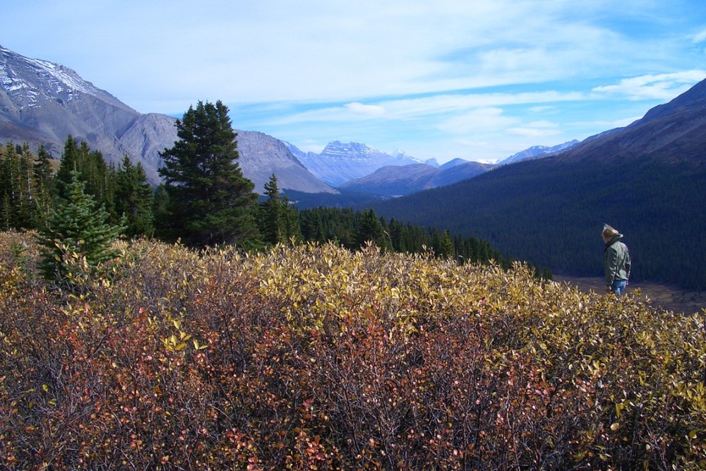 Bushwalk