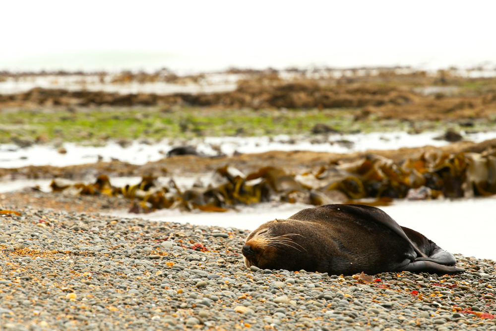 Bushy Beach - New Zealand