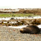 Bushy Beach - New Zealand