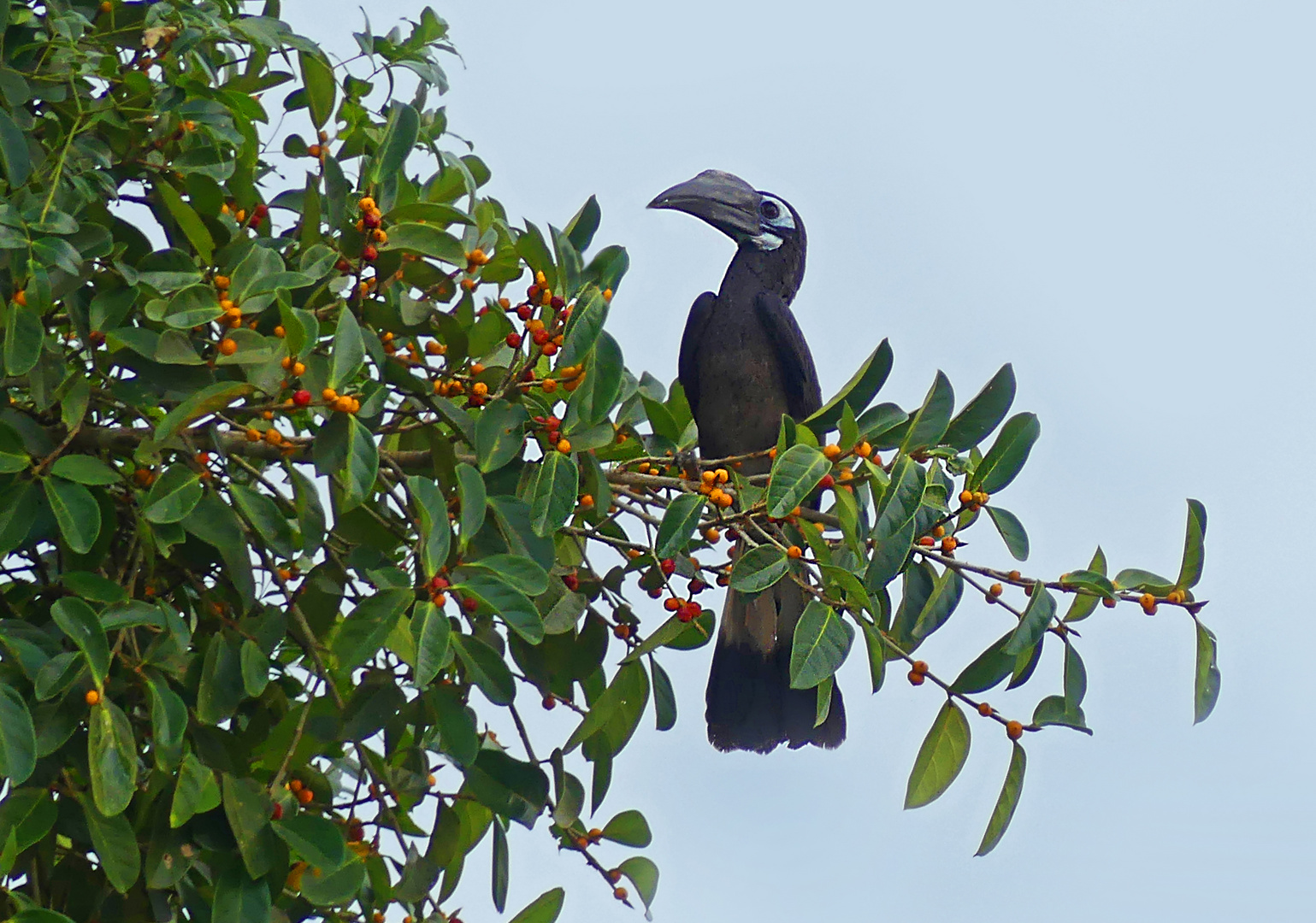 Bushy-crested Hornbill